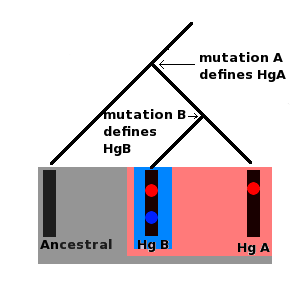 Molecular lineage