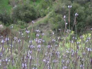 Alongside its use for perfumes and incenses, lavender is one of the most profitable medicinal herbs. This species from the Canaries, Lavandula canariensis, has been used as a laxative, to bring down fevers, as an anti-inflammatory drug, and against parasitic worms. Photo by Adam Hyllested.